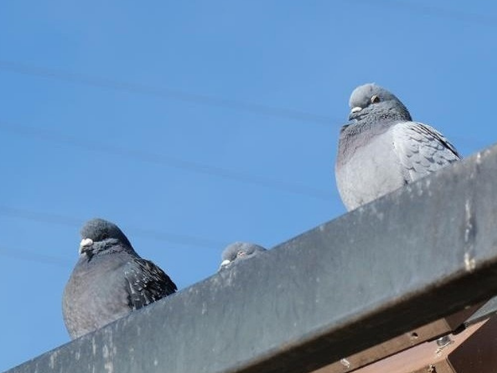 屋根の鳩よけ