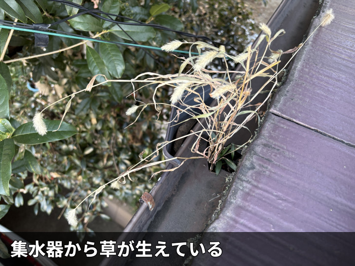 集水器から草が生えている