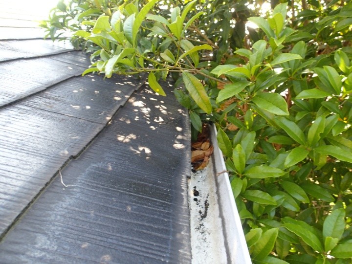 屋根にかかる植栽