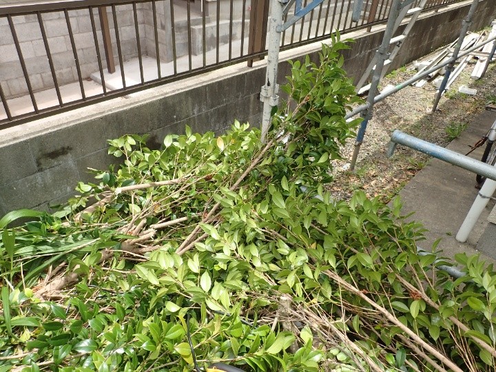 伐採した枝葉の山
