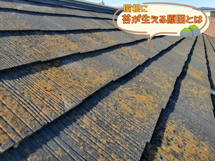 屋根に苔が生える原因とは